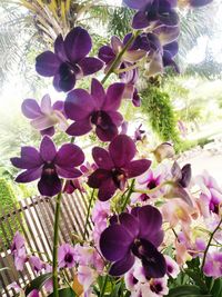 Close-up of purple flowering plants