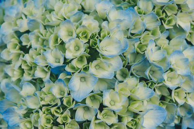 Full frame shot of fresh white hydrangeas