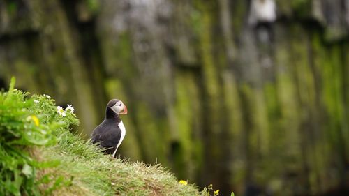 Bird perching on branch