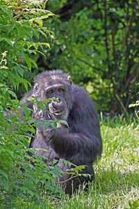 Chimpanzee sitting on grassy field at chester zoo