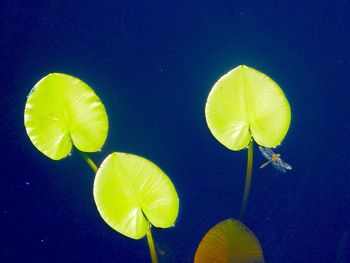 Close-up of water lily in pond