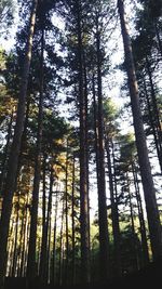 Low angle view of trees in forest