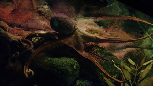 Close-up of turtle in water