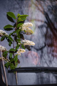 Close-up of flowering plant by window