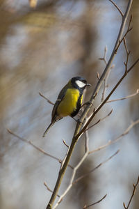 Bird perching on twig