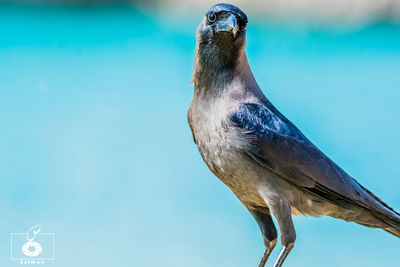 Close-up of bird perching on water