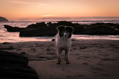 Portrait of dog standing on beach at sunset