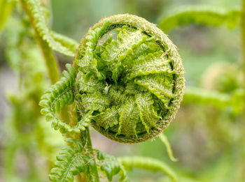 Close-up of fern