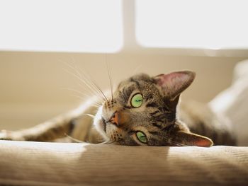 Close-up portrait of cat relaxing at home