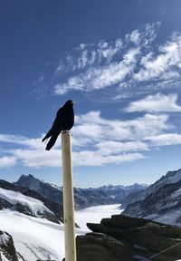 Bird perching on snow covered mountain against sky