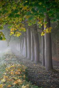 Trees growing in park during autumn