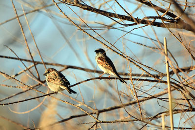Bird perching on branch