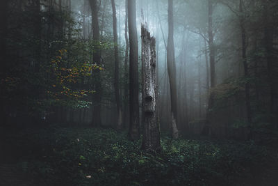 Trees in forest during foggy weather