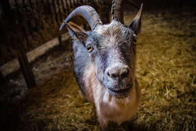 High angle view of goat in pen