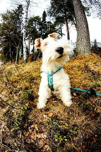 Dog standing on grass