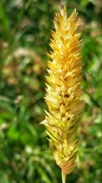 Close-up of yellow flower blooming outdoors