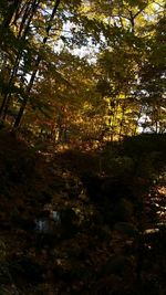 Trees in forest