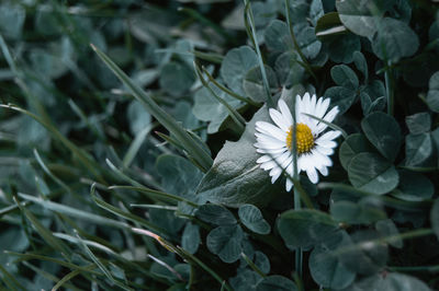 Close-up of white flowers blooming outdoors