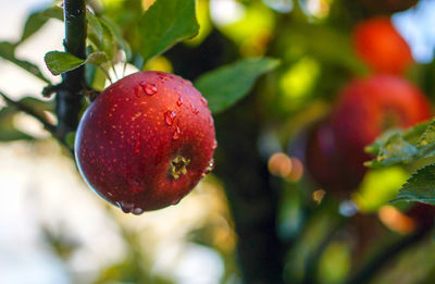 Close-up of apple growing on tree