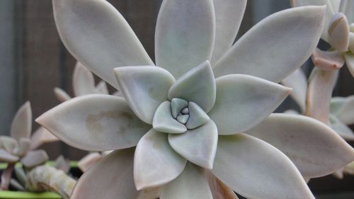 Close-up of succulent plant