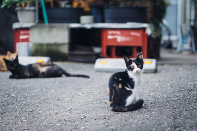 Portrait of cat sitting on street