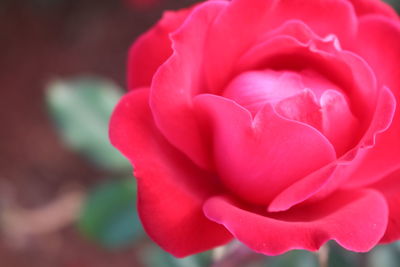 Close-up of pink rose