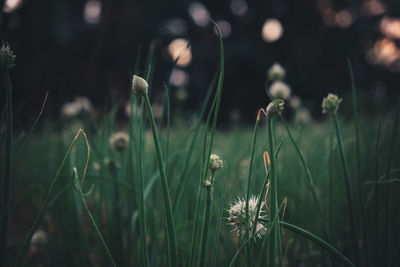 Close-up of plants growing on field