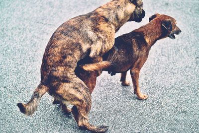 High angle view of dogs mating on street