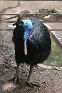 Close-up of a duck