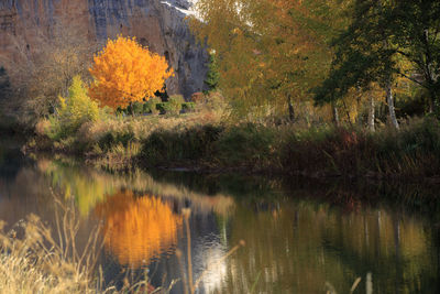 Reflection of trees in lake