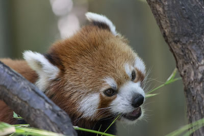 Close-up of a cat on branch in zoo