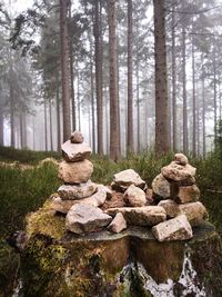 View of rocks and trees in forest