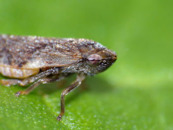 Close-up of insect on leaf