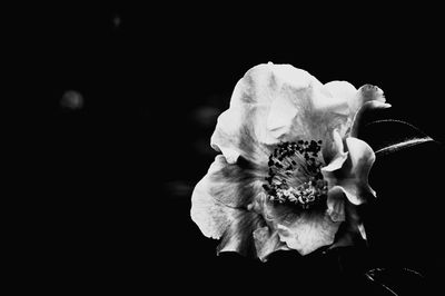 Close-up of flowers over black background