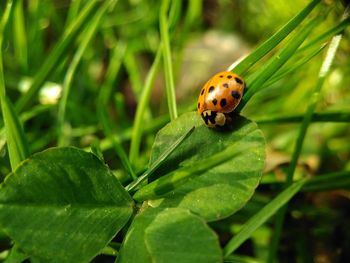 Close-up of ladybug on leaf