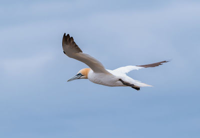 Low angle view of seagull flying