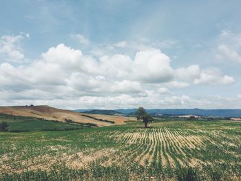 Scenic view of field against sky