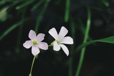 Close-up of white flowering plant