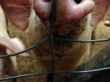 Close-up of a dog