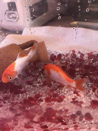 Close-up of fish swimming in water