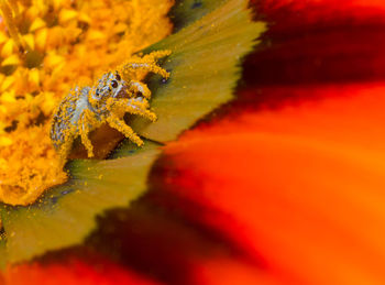 Macro shot of insect on red flower
