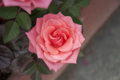 Close-up of pink rose