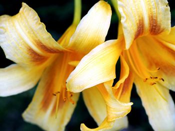 Close-up of lilies blooming outdoors