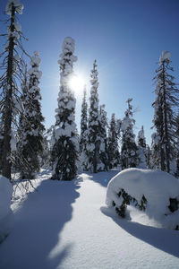 Snow covered trees on field against sky