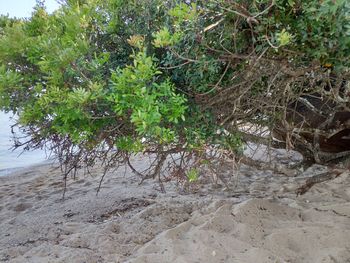 Trees growing on beach