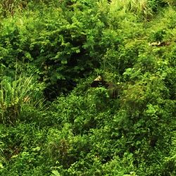 View of green plants in forest