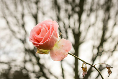 Low angle view of rose blooming outdoors