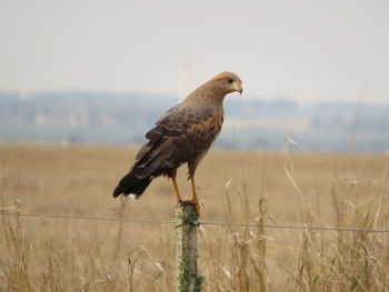 Bird perching on a field