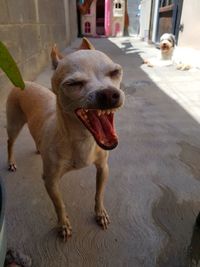 Dog yawning outdoors