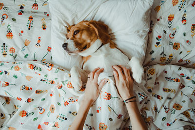Cropped hands plying with dog on bed at home